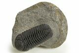 Detailed Morocops Trilobite - Ofaten, Morocco #325884-2
